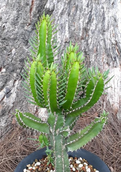 Euphorbia memoralis 10 Pieces Seeds