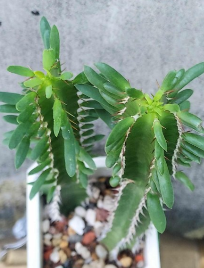 Euphorbia memoralis 10 Pieces Seeds