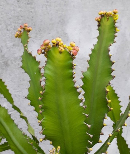 Euphorbia bougheyi 10 Pieces Seeds