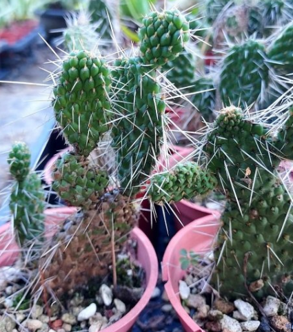Consolea moniliformis 10 Pieces Seeds