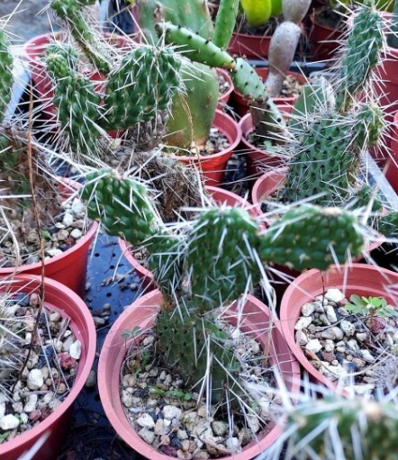 Consolea moniliformis 10 Pieces Seeds