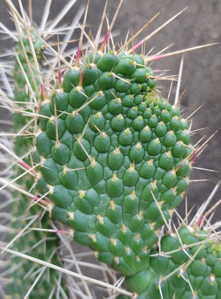 Consolea moniliformis 10 Pieces Seeds