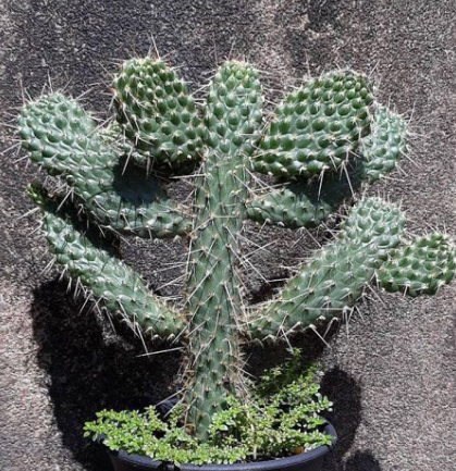 Consolea moniliformis 10 Pieces Seeds
