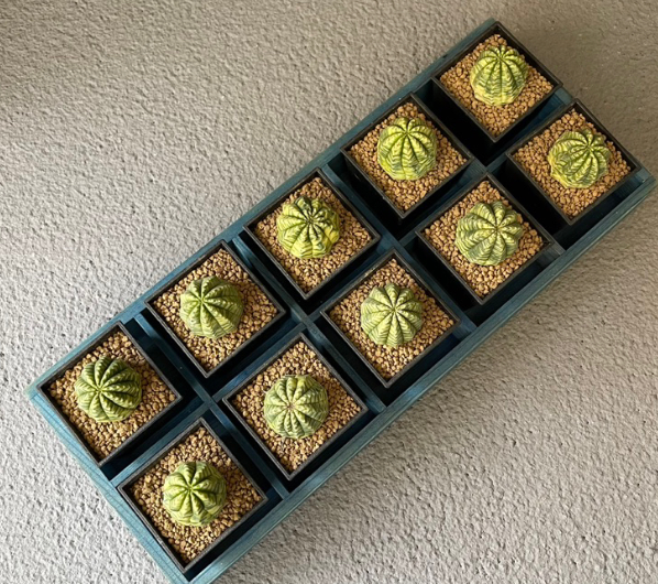 Euphorbia meloformis variegata 10 Pieces Seeds