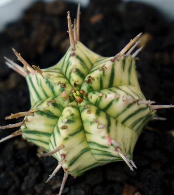 Euphorbia meloformis variegata 10 Pieces Seeds
