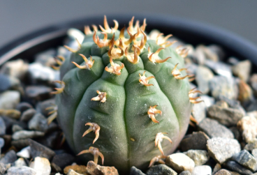 Gymnocalycium spegazzinii f.unguispinus 10 Pieces Seeds