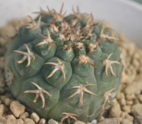 Gymnocalycium spegazzinii f.unguispinus 10 Pieces Seeds