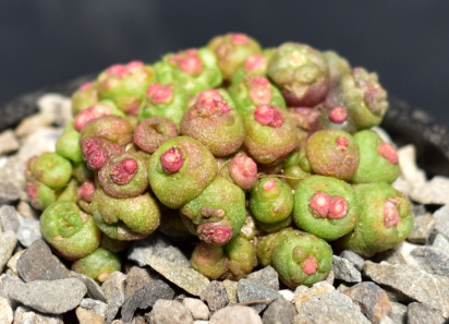 Mammillaria bocasana cv.Fred 15 Pieces Seeds