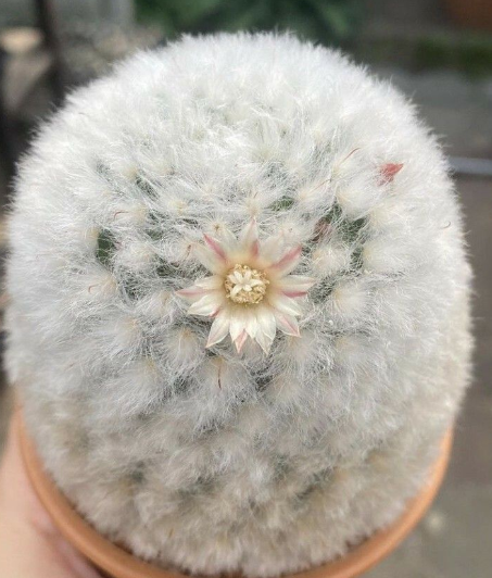 Mammillaria bocasana - v multilanata 15 Pieces Seeds