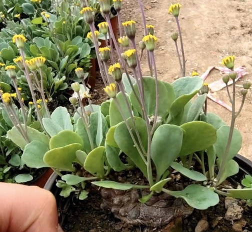 Othonna armiana 6 Pieces Seeds