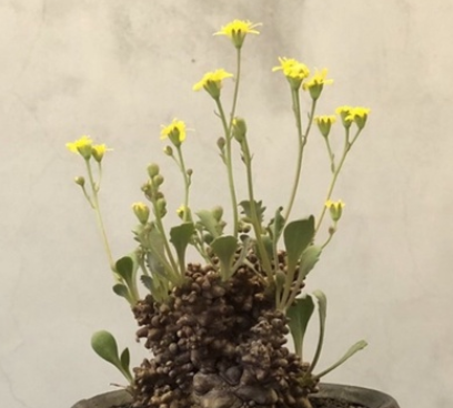 Othonna armiana 6 Pieces Seeds