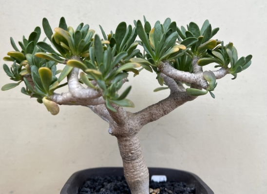 Othonna furcata 6 Pieces Seeds
