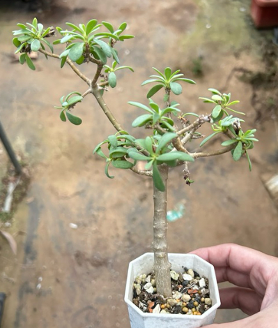 Othonna arbuscula 6 Pieces Seeds