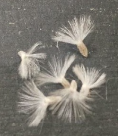 Othonna arbuscula 6 Pieces Seeds