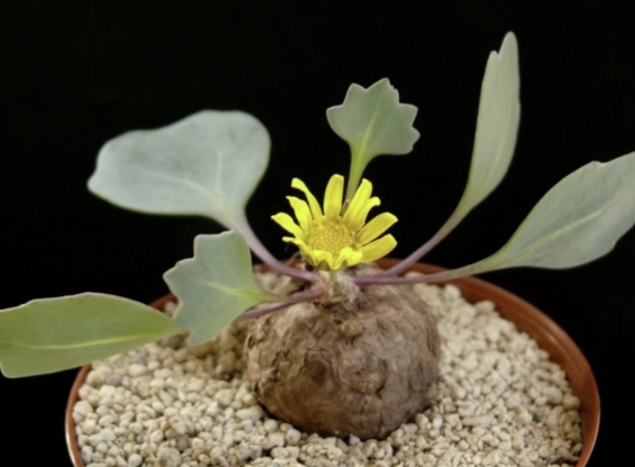 Othonna hederifolia 6 Pieces Seeds