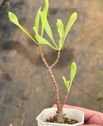 Othonna macrosperma 6 Pieces Seeds