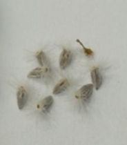 Othonna retrorsa 6 Pieces Seeds