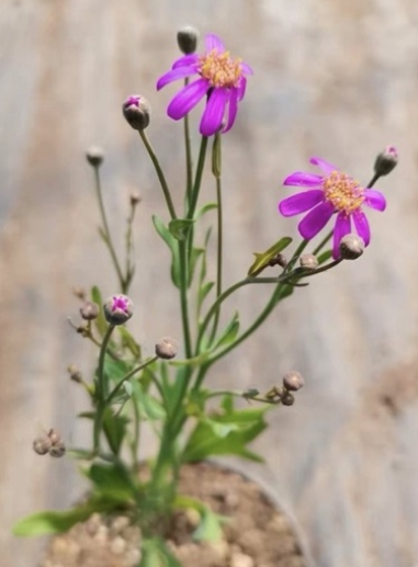Othonna cakilefolia 6 Pieces Seeds