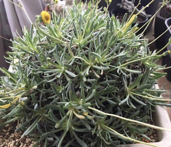 Othonna retrorsa 6 Pieces Seeds