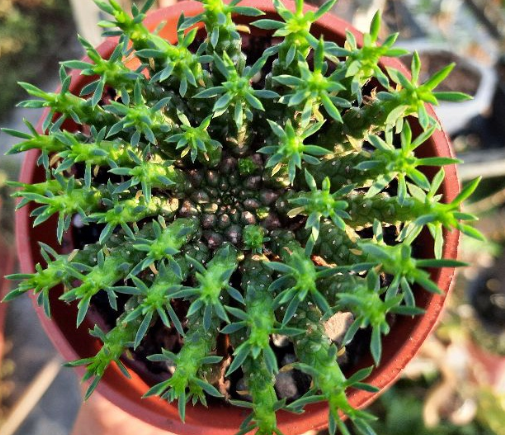 Euphorbia flanaganii 10 Pieces Seeds