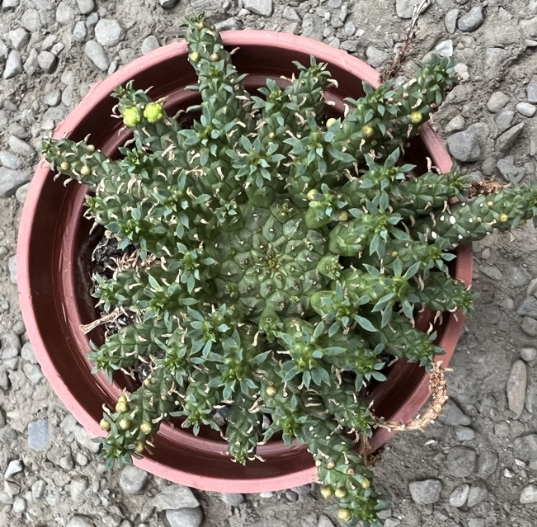 Euphorbia flanaganii 10 Pieces Seeds