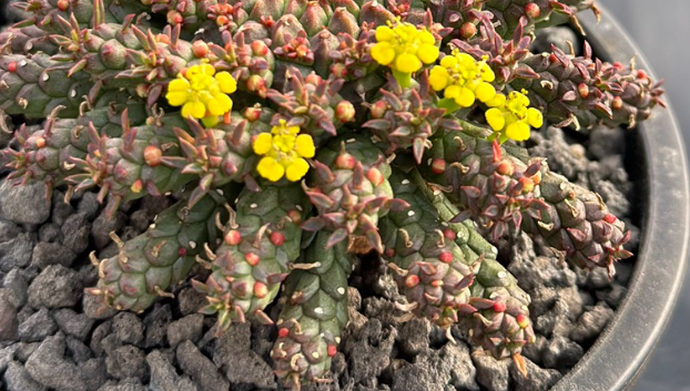 Euphorbia flanaganii 10 Pieces Seeds