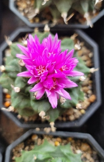 Turbinicarpus alonsoi 10 Pieces Seeds