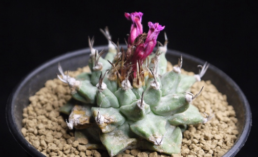 Turbinicarpus alonsoi 10 Pieces Seeds