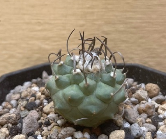 Turbinicarpus schmiedickeanus 10 Pieces Seeds