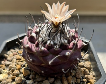 Turbinicarpus schmiedickeanus 10 Pieces Seeds