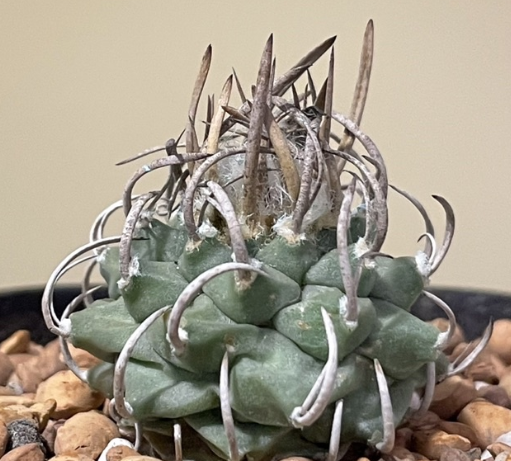 Turbinicarpus schmiedickeanus 10 Pieces Seeds