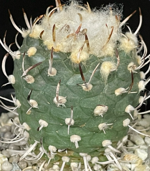 Turbinicarpus rioverdensis 10 Pieces Seeds