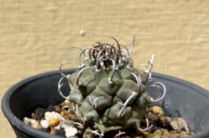 Turbinicarpus klinkerianus 10 Pieces Seeds