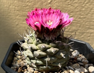 Turbinicarpus klinkerianus 10 Pieces Seeds