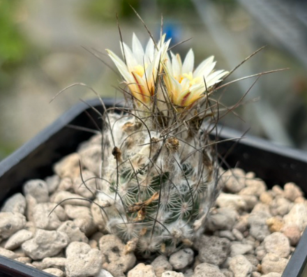 Turbinicarpus dickisoniae 10 Pieces Seeds