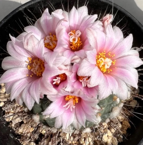 Turbinicarpus laui 10 Pieces Seeds