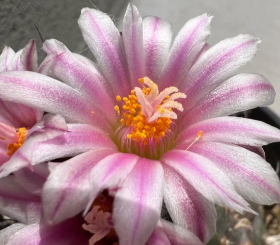Turbinicarpus laui 10 Pieces Seeds