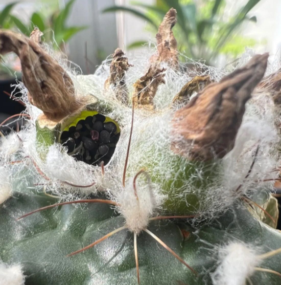 Turbinicarpus laui 10 Pieces Seeds