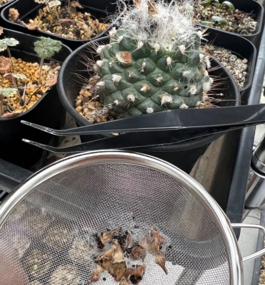 Turbinicarpus laui 10 Pieces Seeds