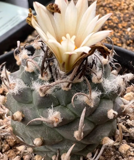 Turbinicarpus schmiedickeanus subs. schwarzii 10 Pieces Seeds