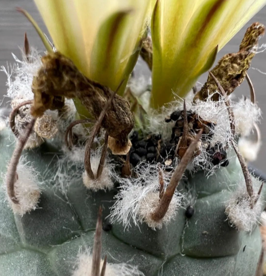 Turbinicarpus schmiedickeanus subs. schwarzii 10 Pieces Seeds