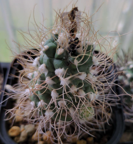 Turbinicarpus pseudomacrochele 10 Pieces Seeds