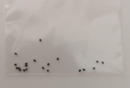Turbinicarpus pseudomacrochele 10 Pieces Seeds