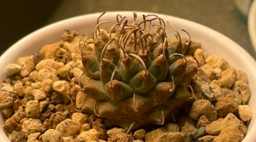 Turbinicarpus panarottoi 10 Pieces Seeds