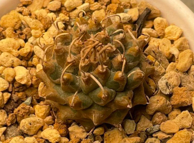 Turbinicarpus panarottoi 10 Pieces Seeds