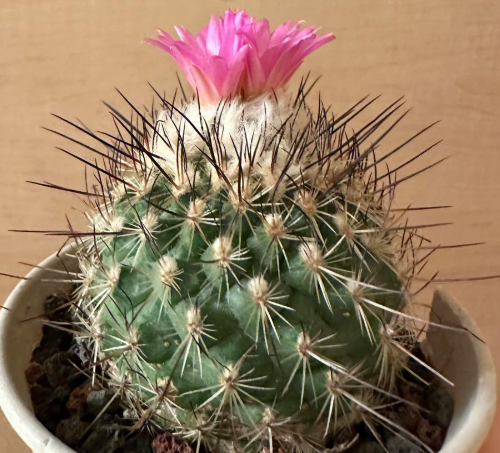 Turbinicarpus viereckii 10 Pieces Seeds
