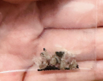 Turbinicarpus viereckii 10 Pieces Seeds