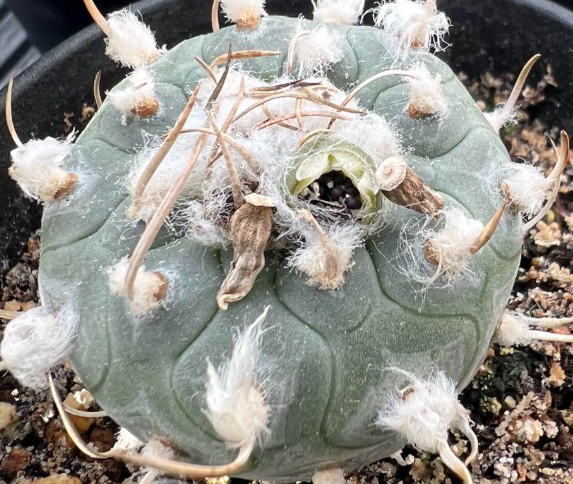 Turbinicarpus polaskii 10 Pieces Seeds