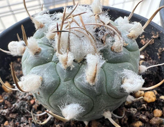 Turbinicarpus polaskii 10 Pieces Seeds