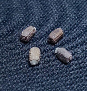 Euphorbia torrei 10 Pieces Seeds